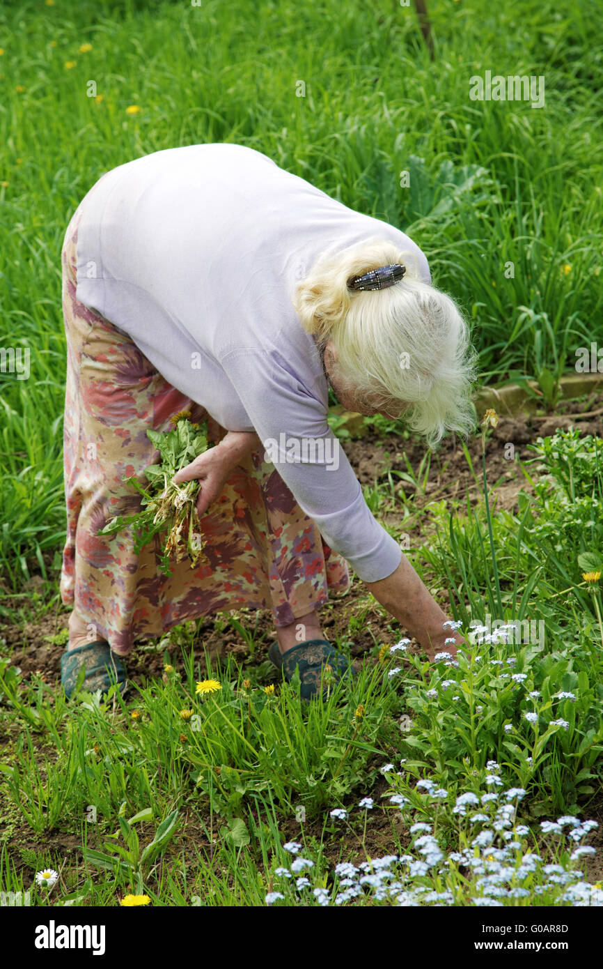 Die Großmutter reißt ein Rasen in einem Garten im Frühjahr Stockfoto