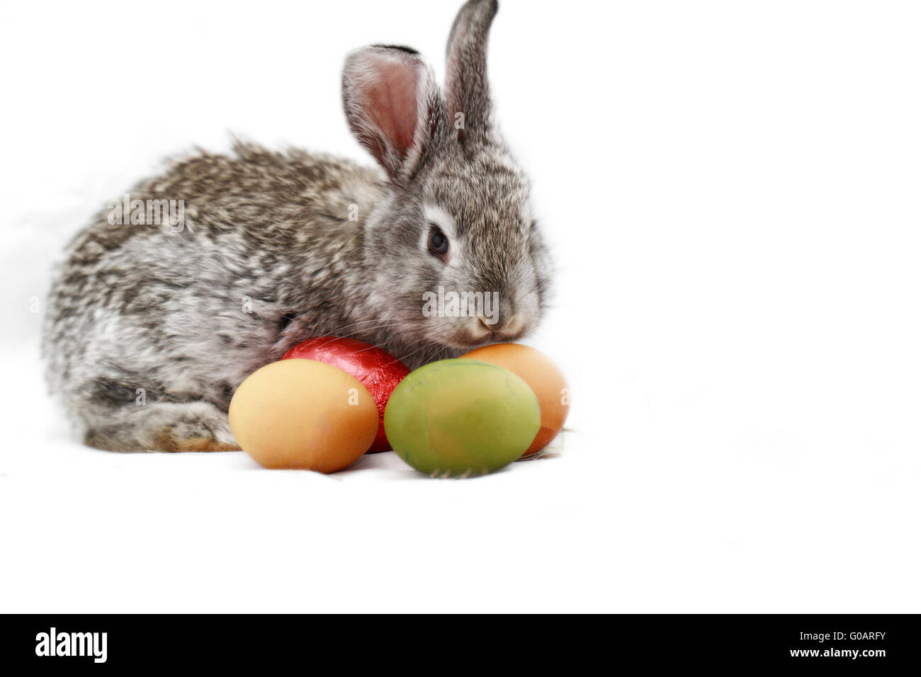 Niedlichen graue Kaninchen mit Ostereiern isoliert auf weiss Stockfoto