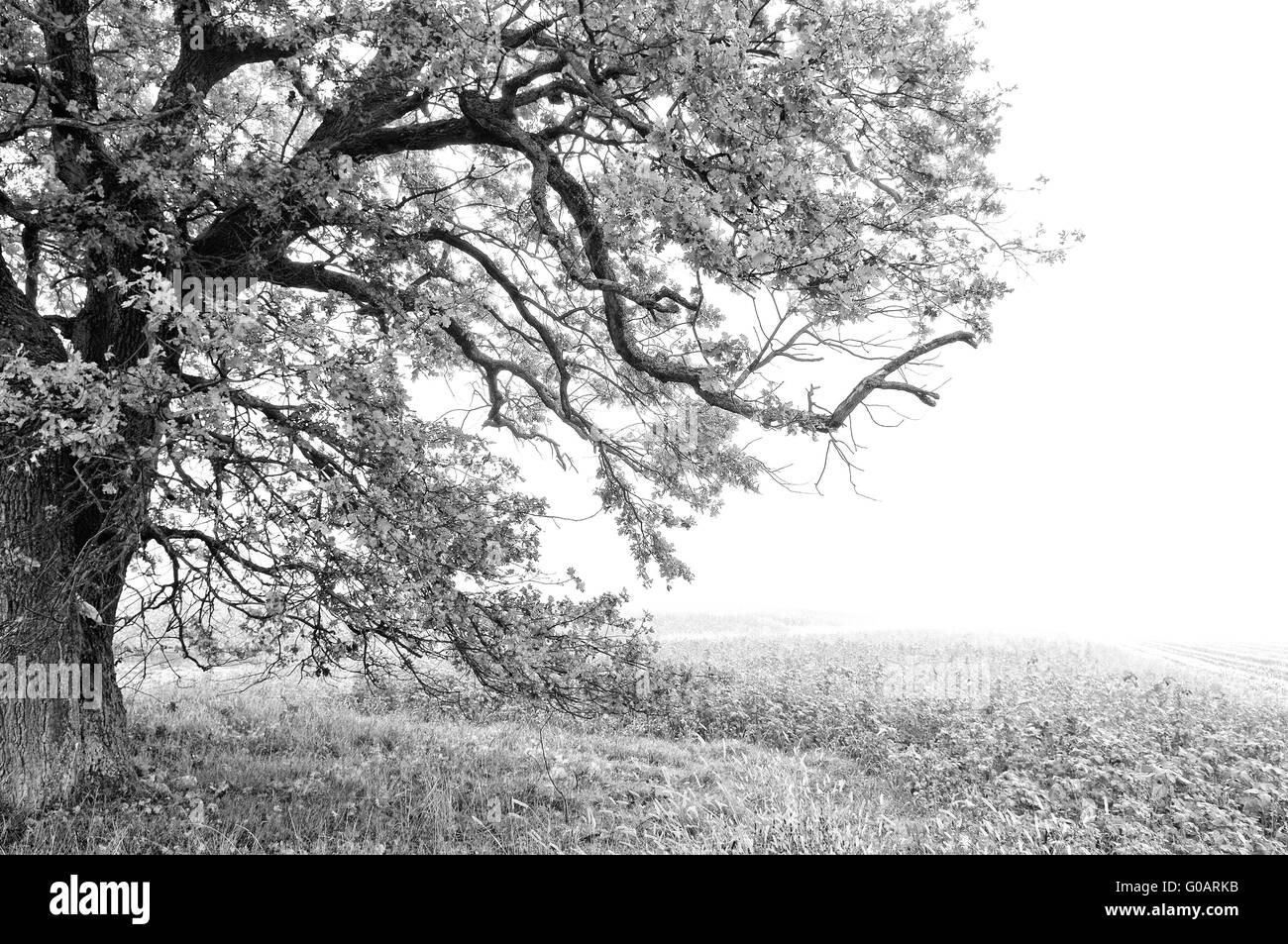 die Fallzeit in Wald und Wiese schwarz / weiß Stockfoto