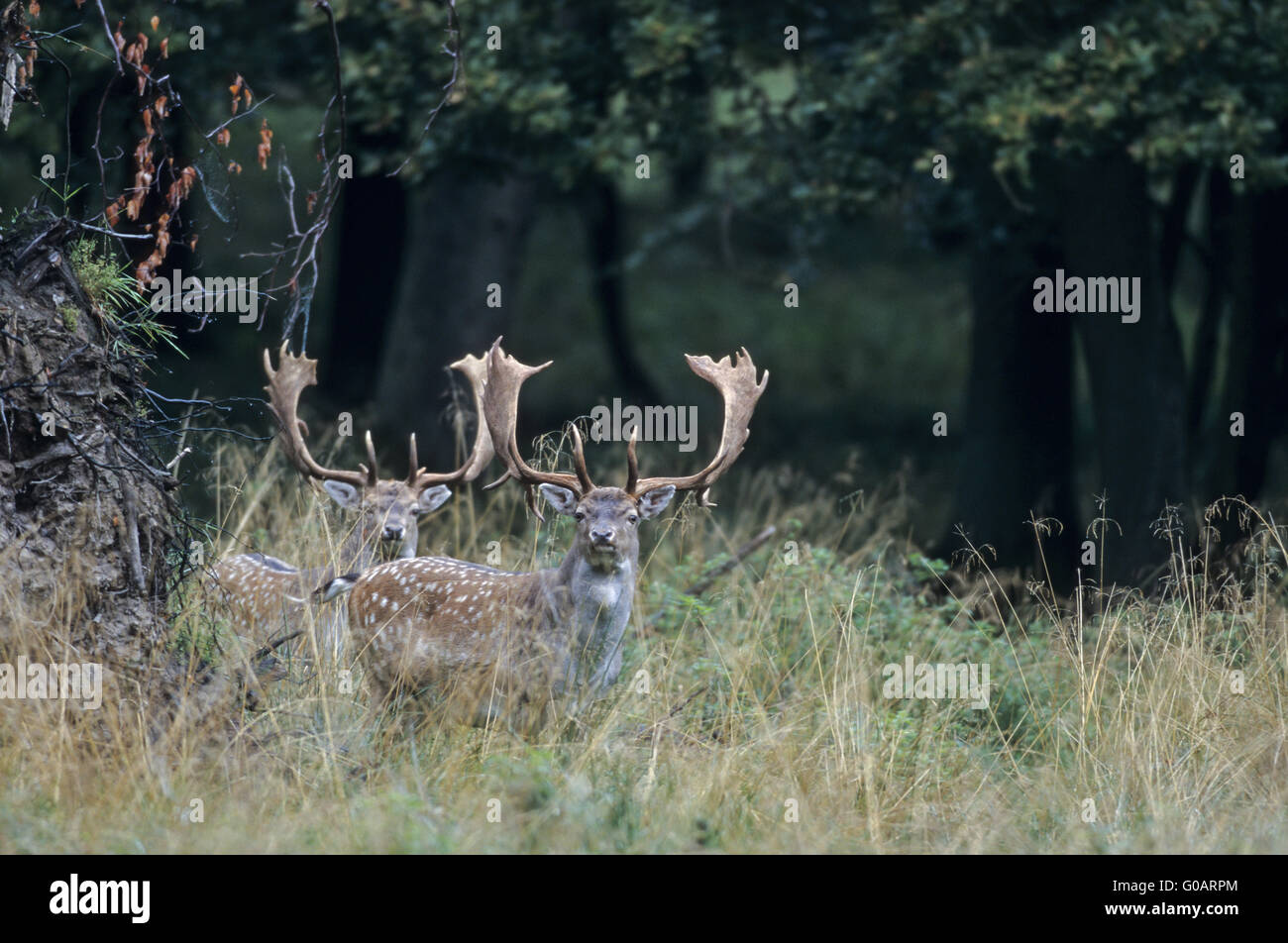 Damwild Harts einige Tage vor der Brunft Stockfoto