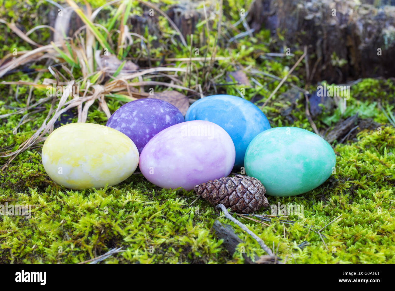 Ostereier in verschiedenen Farben auf Moos im Wald Stockfoto