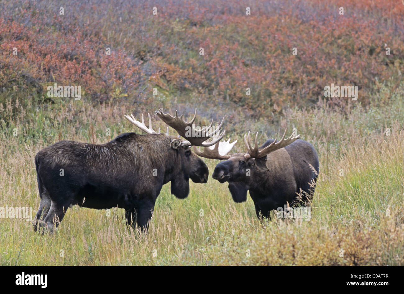 Bull Moose spielerisch kämpfen in der tundra Stockfoto