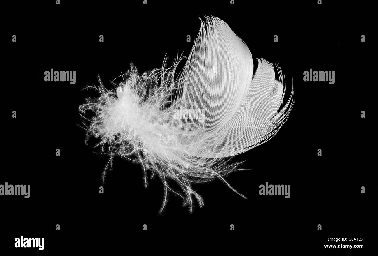 Downy Feather in schwarz / weiß Stockfoto