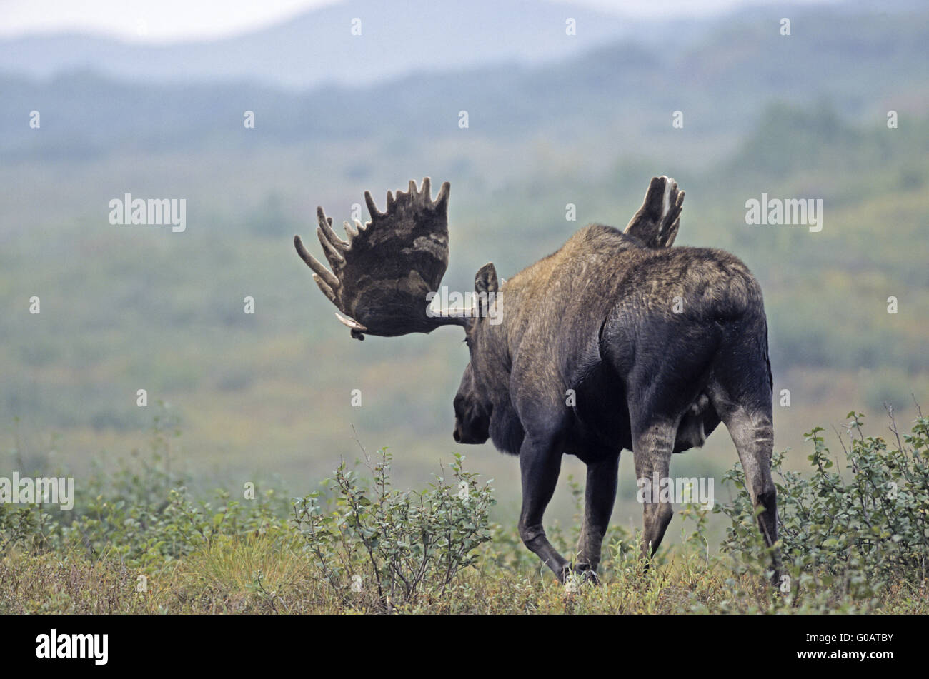 Bull Moose mit Bastgeweih in der tundra Stockfoto