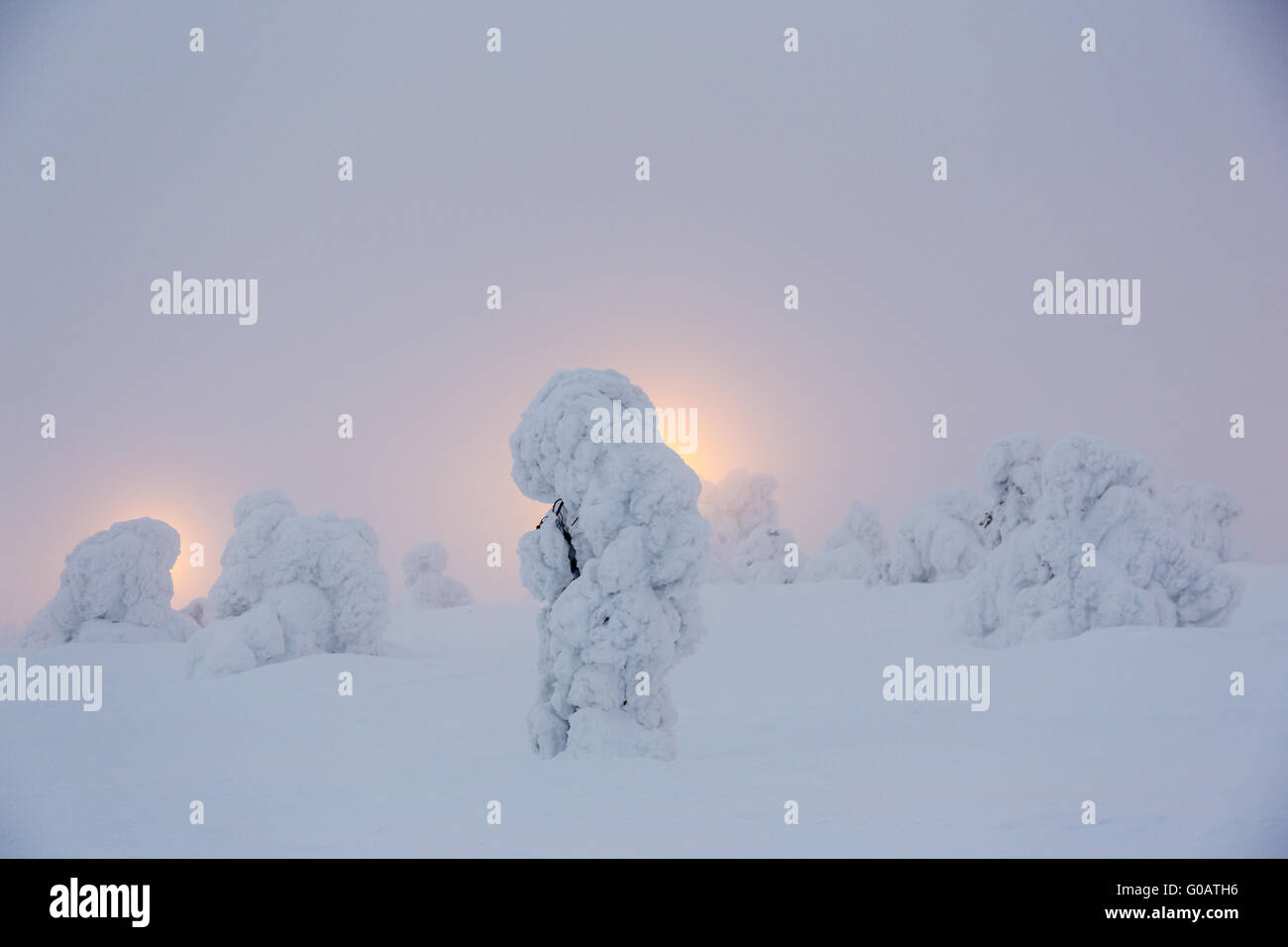 Verschneite Tanne vor im Rampenlicht, Stockfoto