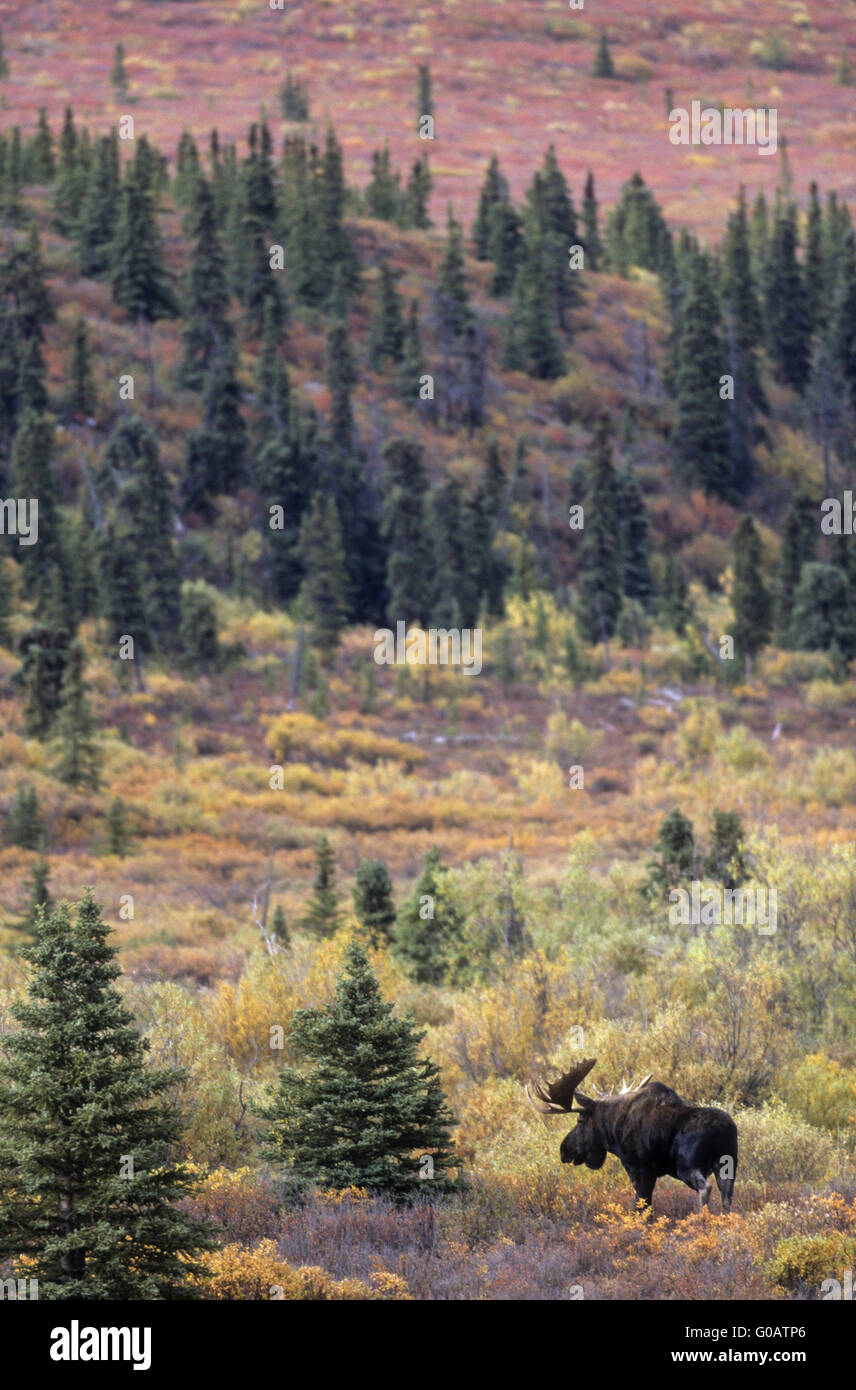 Bull Moose stehen in der tundra Stockfoto