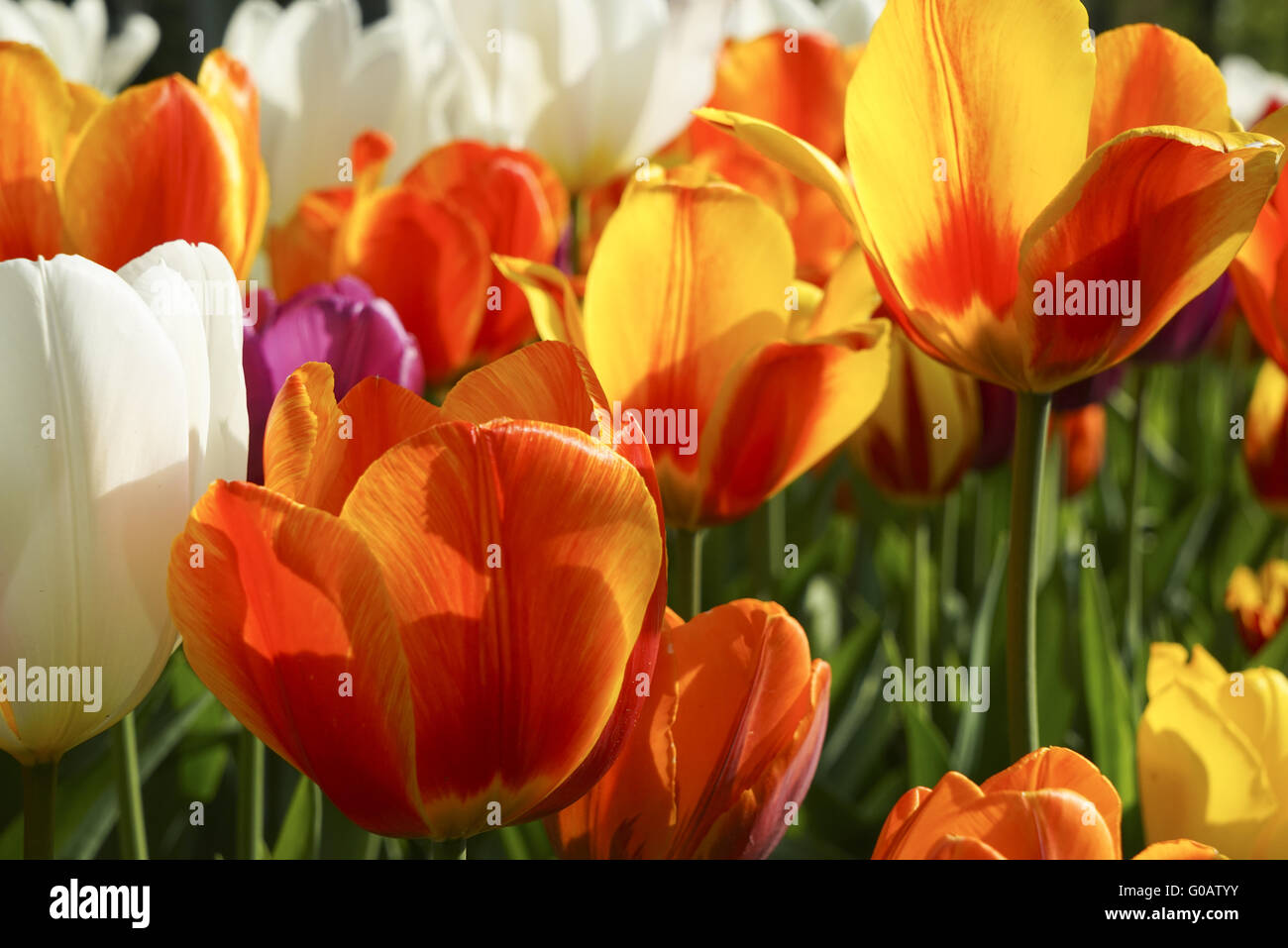 blühende Tulpen Stockfoto