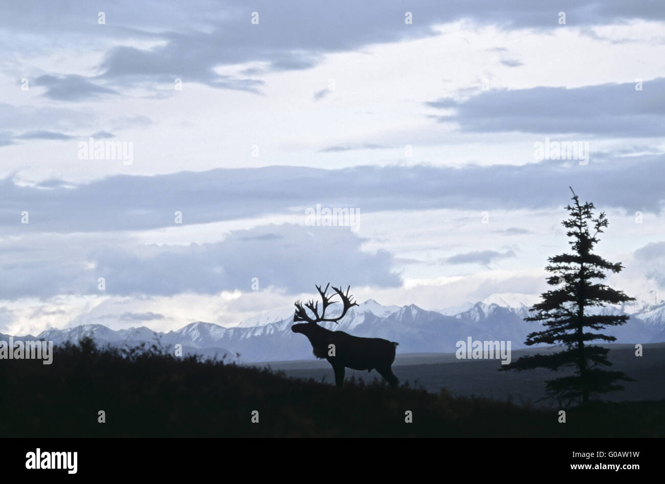 Bull Caribou stand vor der Alaskarange Stockfoto