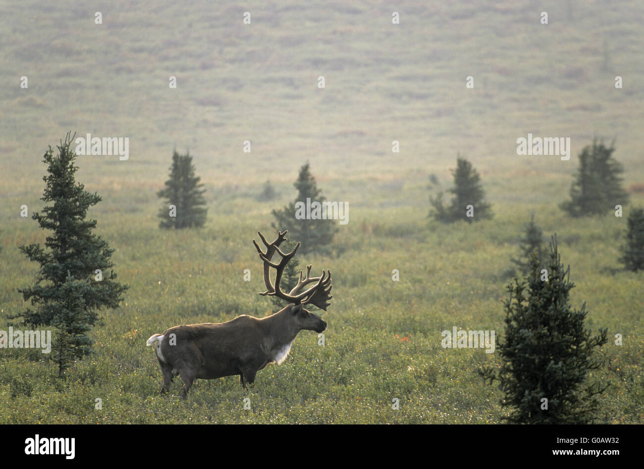 Bull Caribou mit Bastgeweih in der tundra Stockfoto