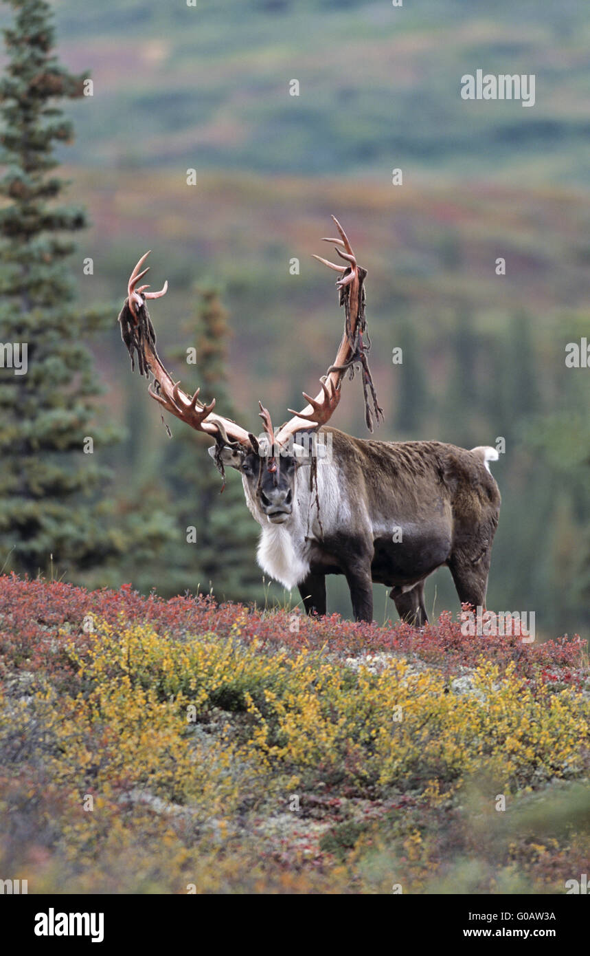 Bull Caribou mit ruht auf seinem Geweih aus samt Stockfoto