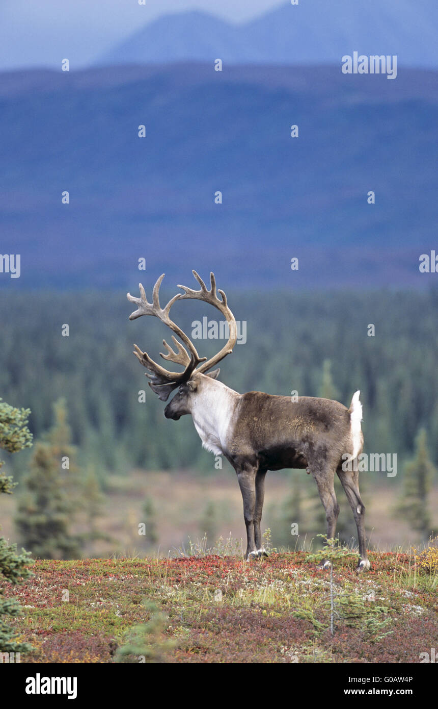 Bull Caribou mit Bastgeweih dehnen sich Stockfoto