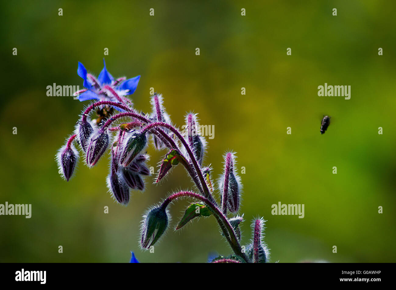 Öffnen der Knospe Stockfoto