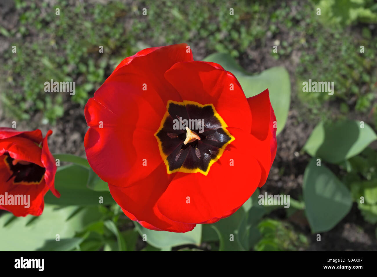 Die rote Tulpe blüht in einem Garten. Stockfoto