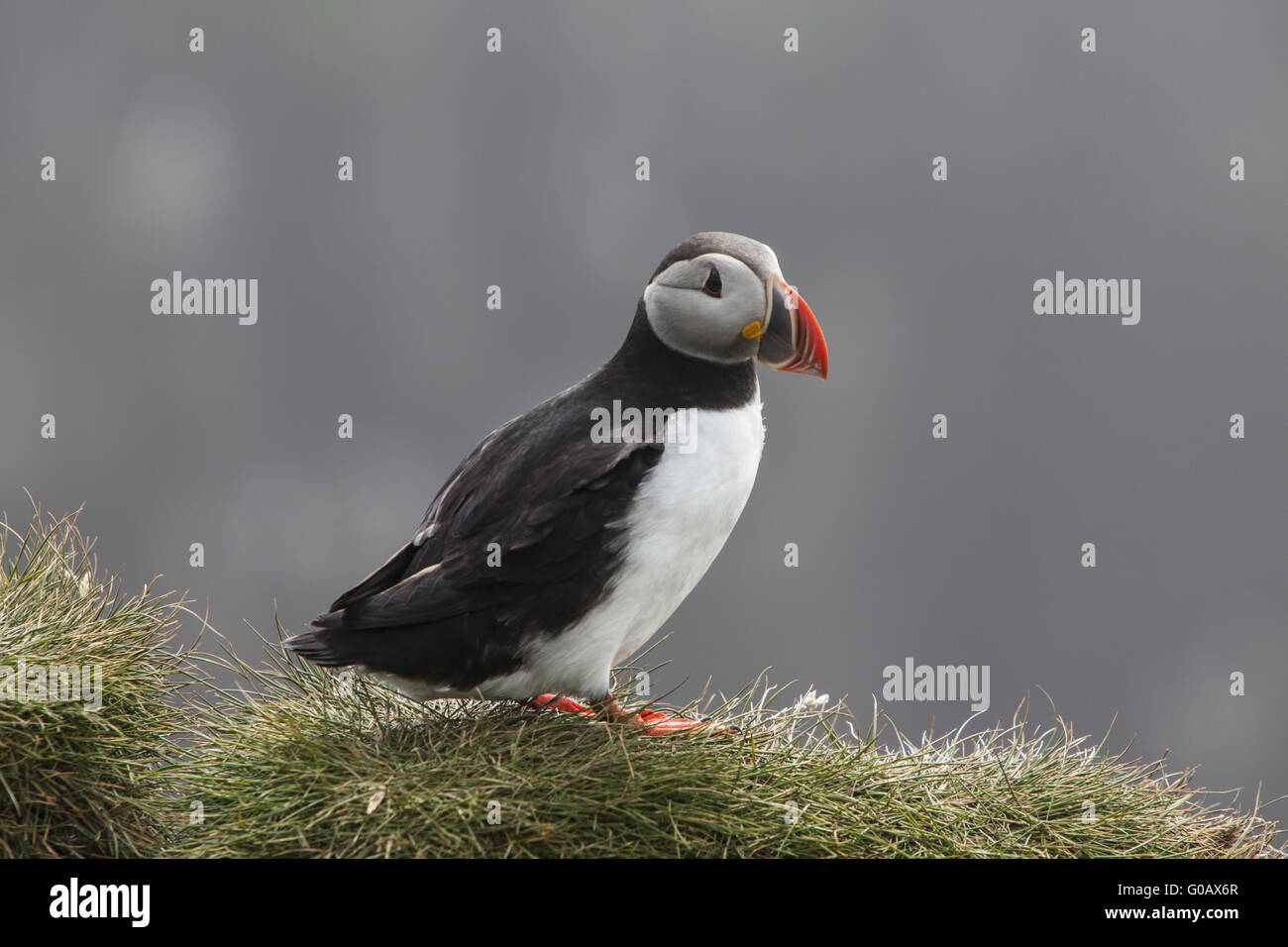 Papageitaucher (Fratercula Arctica), Insel Papey Stockfoto