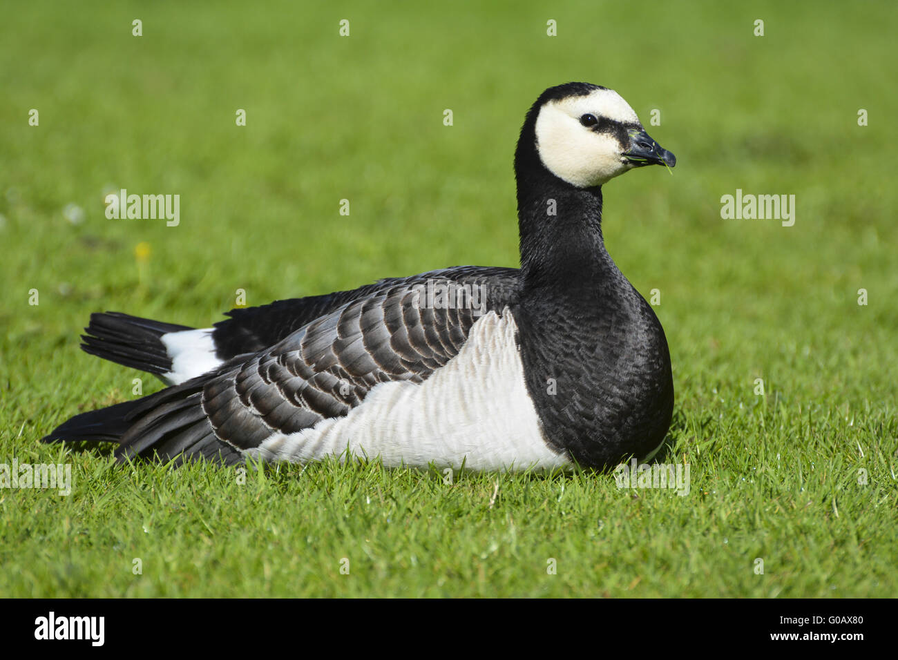 Barnacle Goose Stockfoto