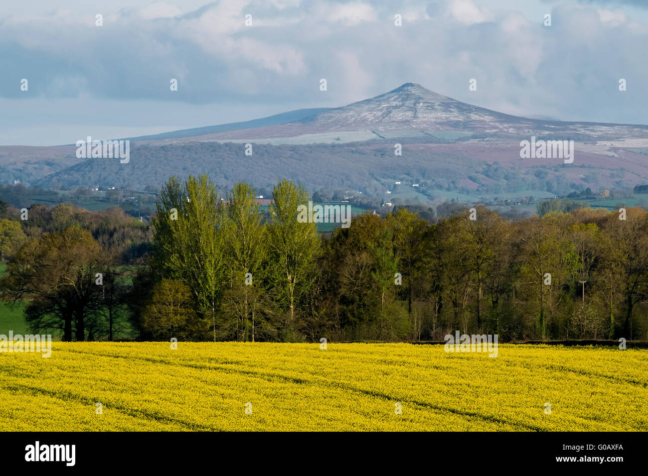 Ein Blick über gelbe Rapsfelder in Richtung der Berge, im Volksmund bekannt als The Sugar Loaf, Monmouthshire. Stockfoto