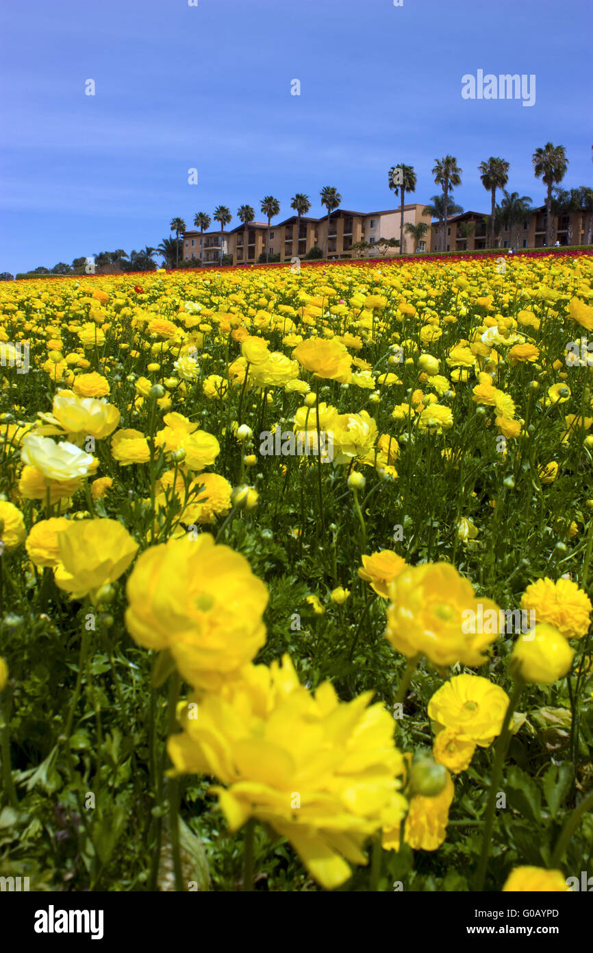 Blumenfelder Stockfoto