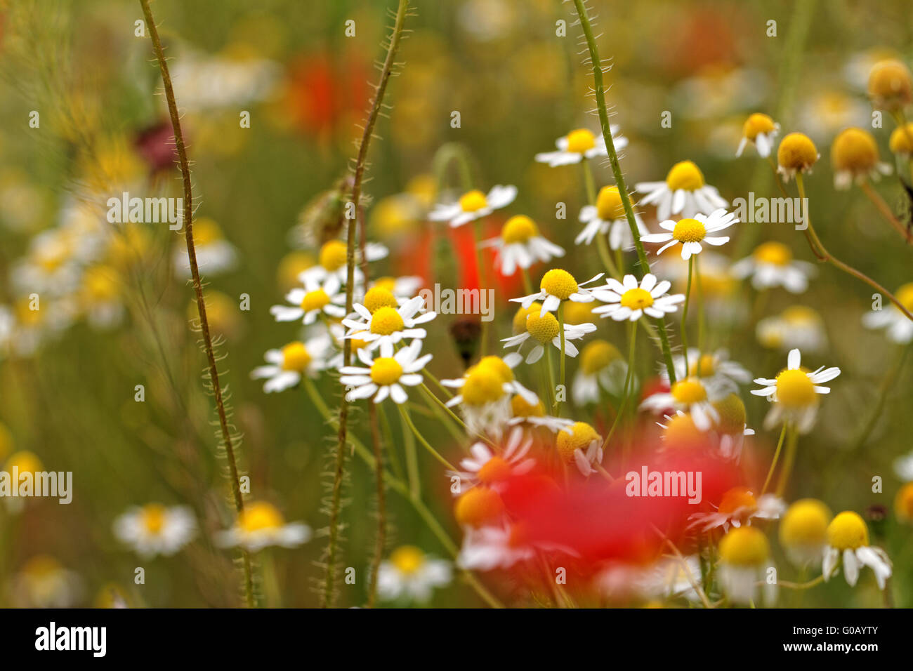 Schöne Makrofoto des bunten Wildblumen Stockfoto