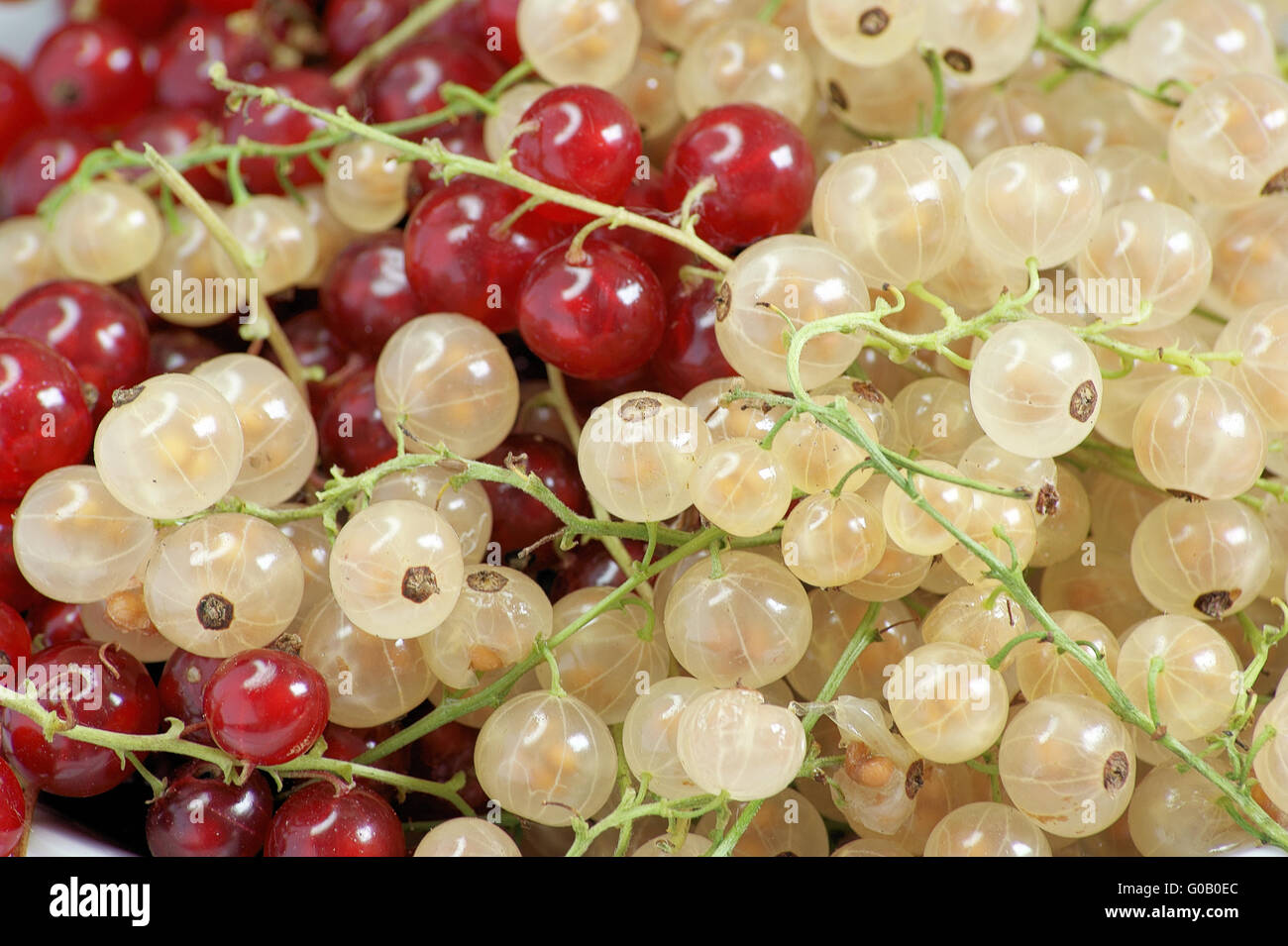 Rote und weiße Johannisbeeren Stockfoto