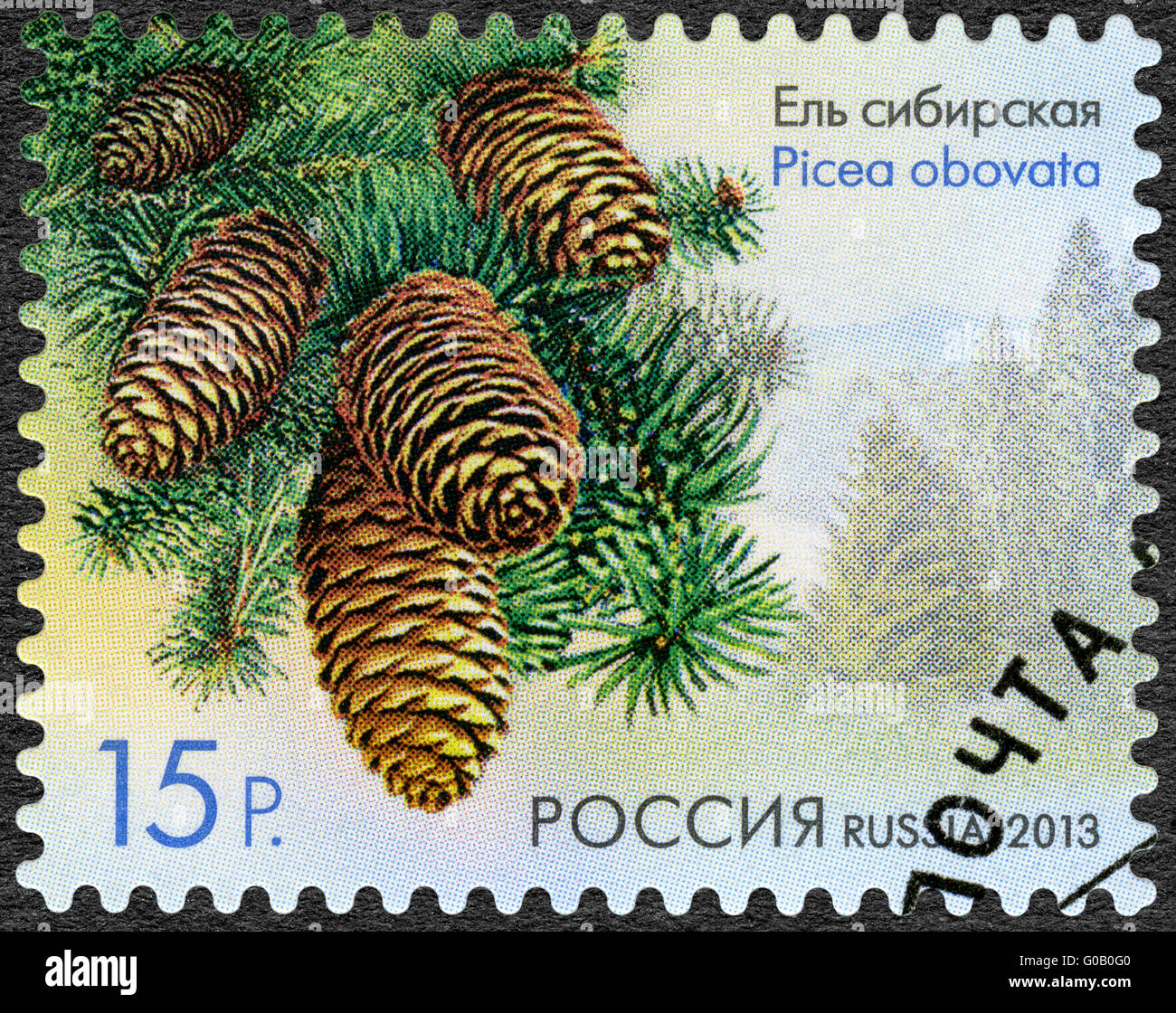 Russland - 2013: zeigt sibirische Fichte (Picea Diarrhena), Serie Flora of Russia, Zapfen von Nadelbäumen und Sträuchern Stockfoto