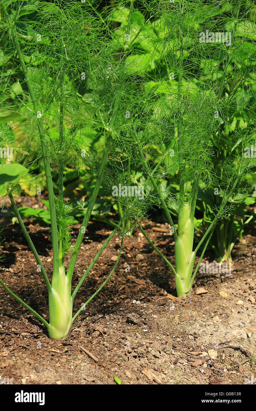 Fenchel Stockfoto