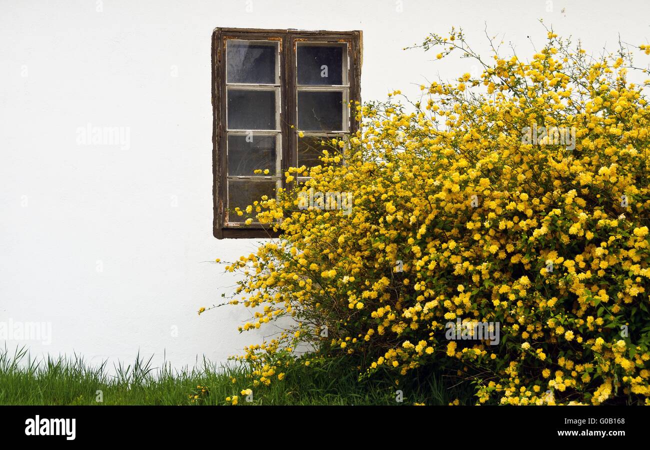 gelb blühende Busch vor einer weißen Wand Stockfoto