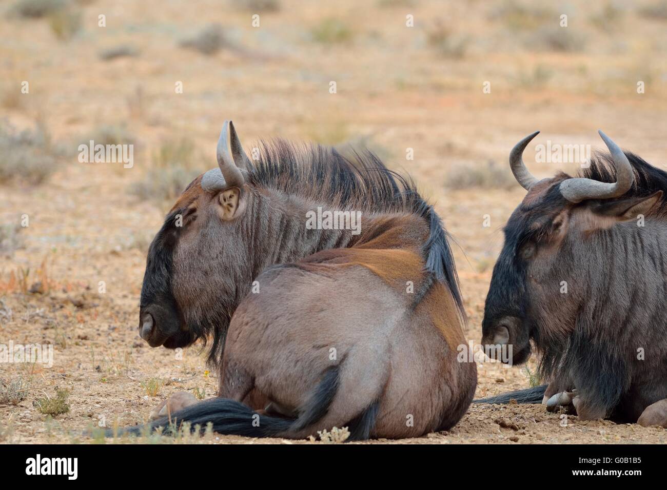 Blaue Gnus (Connochaetes Taurinus), liegend trocknen Boden, schlafen, Kgalagadi Transfrontier Park, Northern Cape, Südafrika Stockfoto