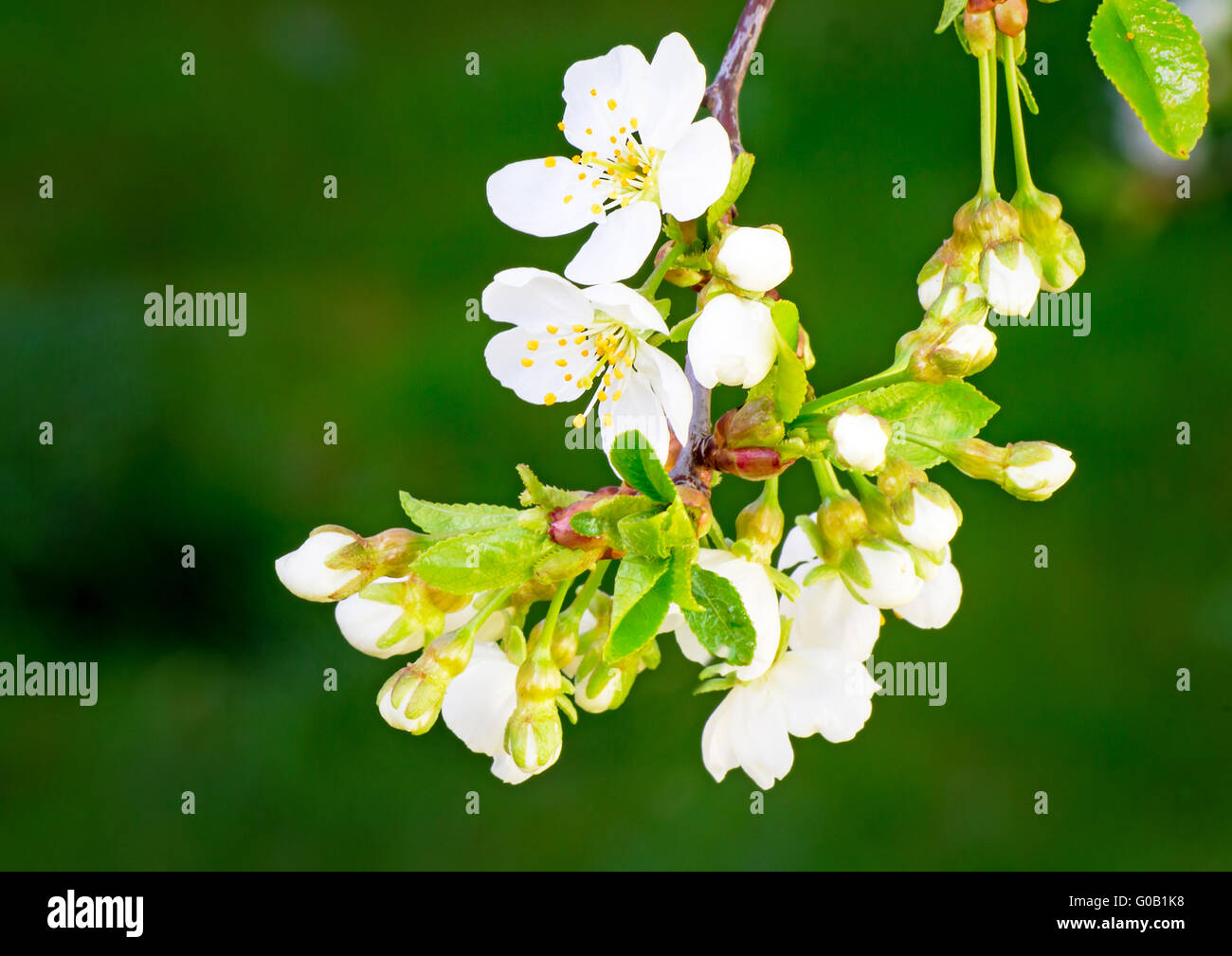 Zweig der blühenden Kirsche gegen einen grünen Garten Stockfoto