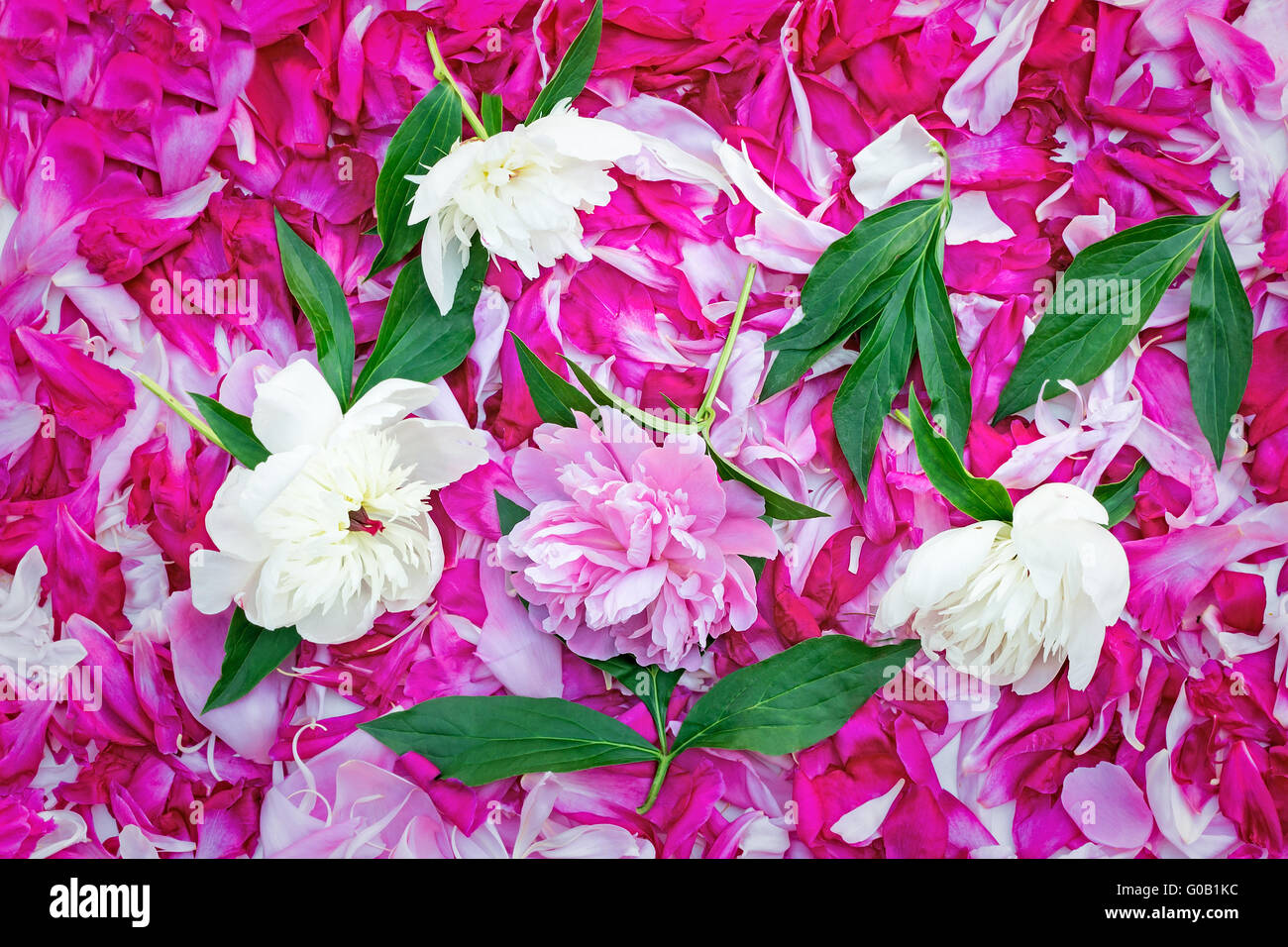 Blüten von Pfingstrosen in einer großen Anzahl, Blumen und l Stockfoto