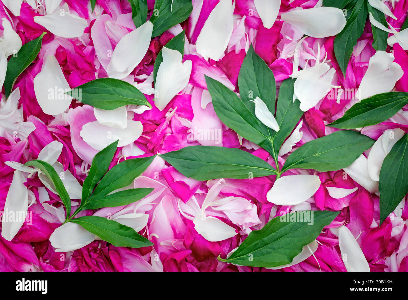 Blüten von Pfingstrosen in einer großen Anzahl, Blumen und l Stockfoto