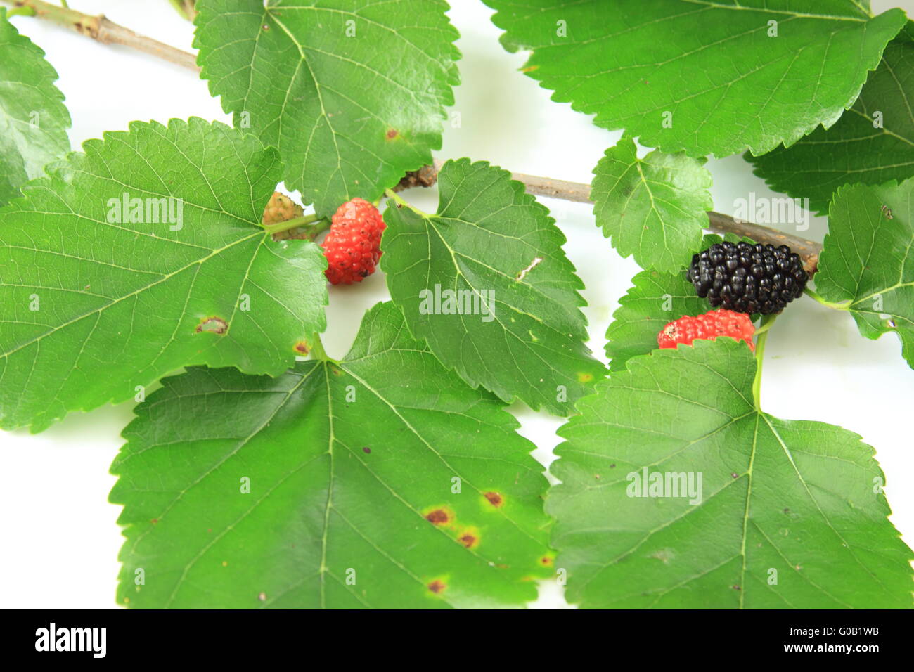 Schwarze Maulbeere (Morus Nigra) Stockfoto