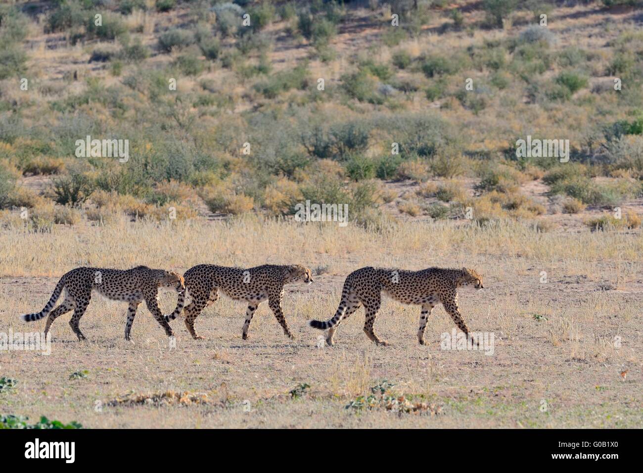Geparden (Acinonyx Jubatus), gehen im Gänsemarsch auf Trockenrasen, Kgalagadi Transfrontier Park, Northern Cape, Südafrika, Afrika Stockfoto