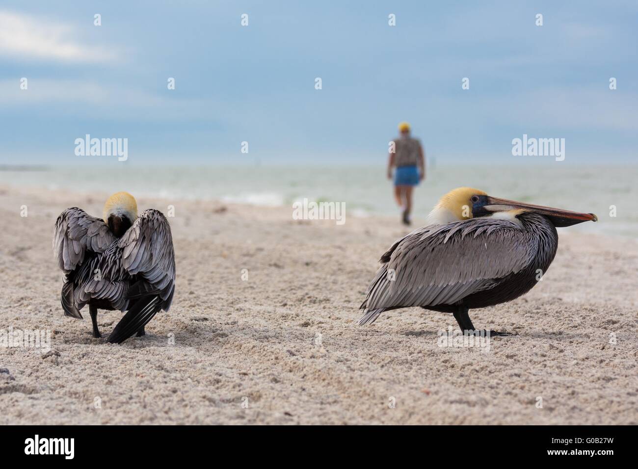 Nahaufnahme von zwei Pelikane in Florida am Strand des Golf von Mexiko Stockfoto