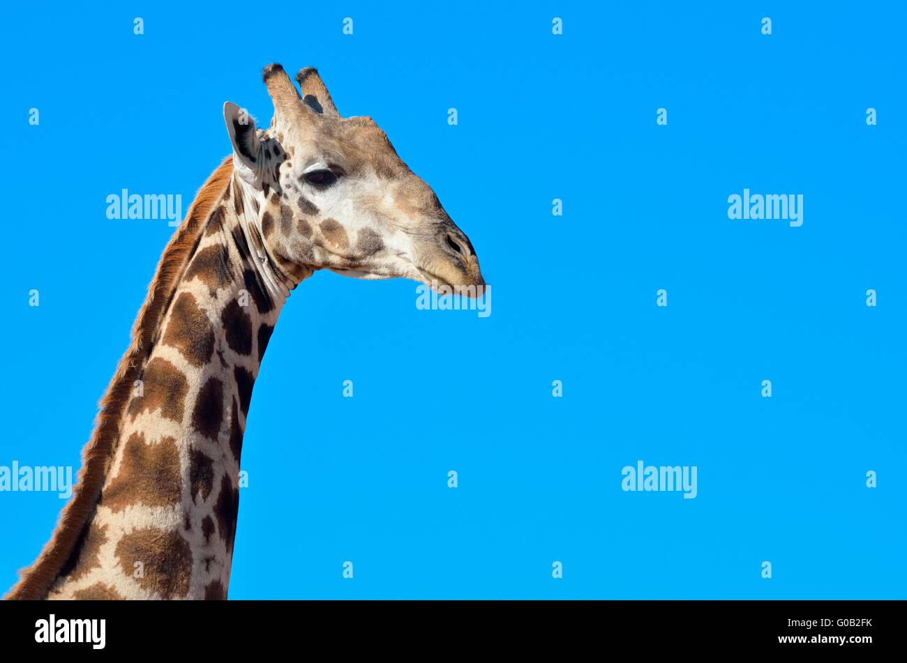 Giraffe (Giraffa Plancius), Erwachsene, Porträt, Kgalagadi Transfrontier Park, Northern Cape, Südafrika, Afrika Stockfoto