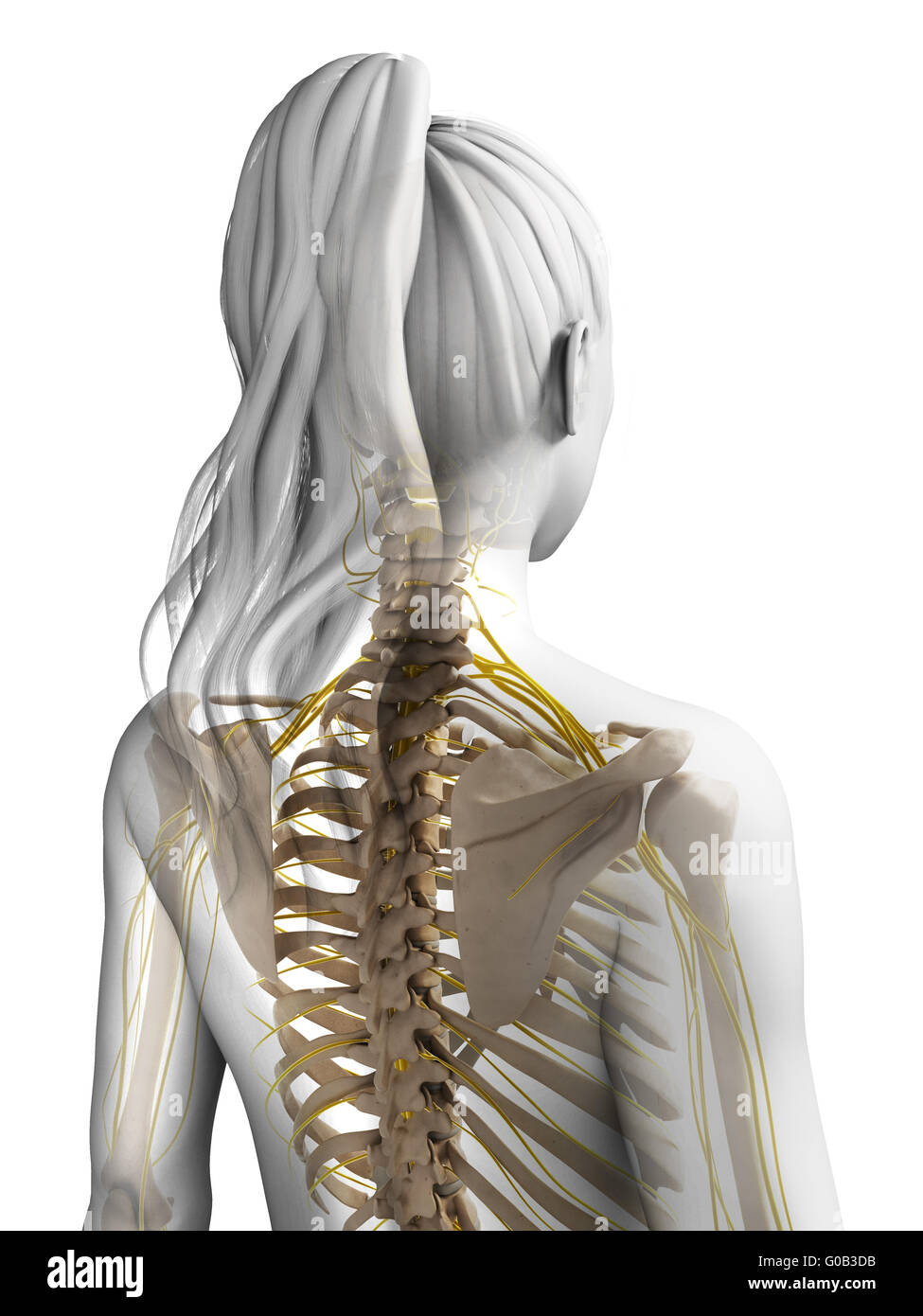 3D gerenderte Darstellung des weiblichen Nervensystems Stockfoto