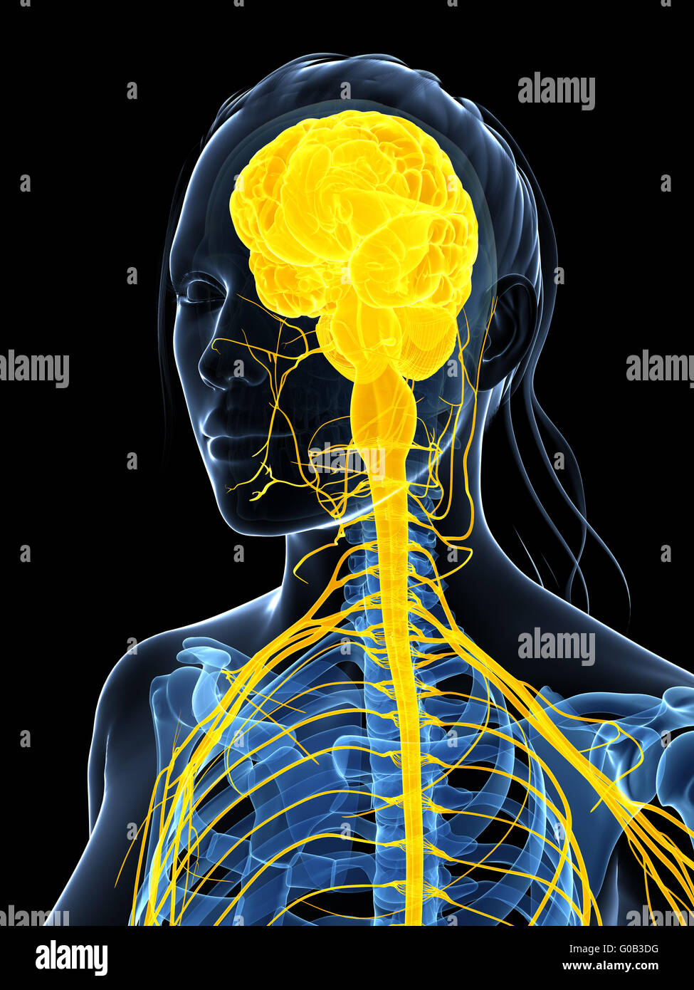 3D gerenderte Darstellung des weiblichen Nervensystems Stockfoto