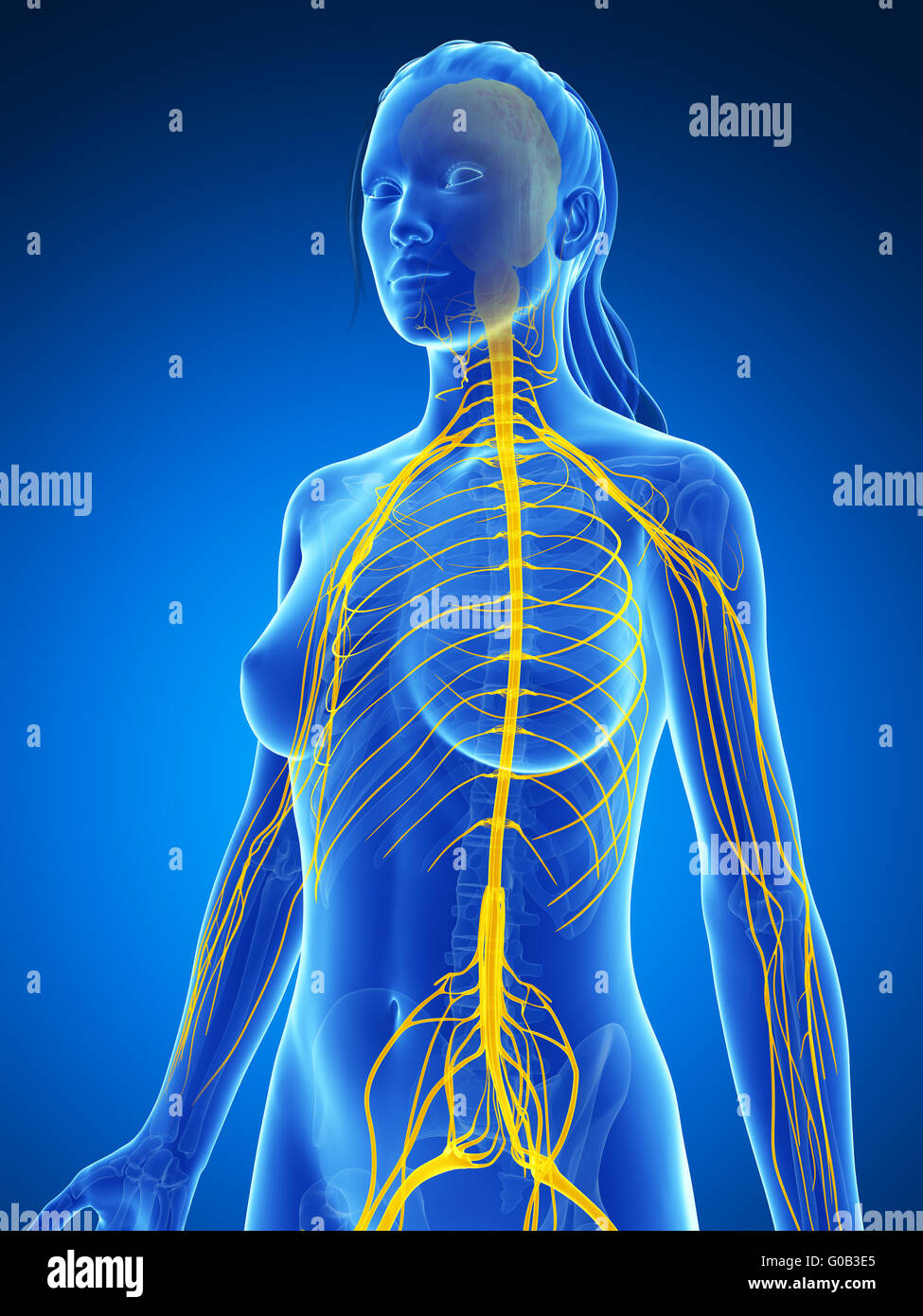 3D gerenderte Darstellung des weiblichen Nervensystems Stockfoto