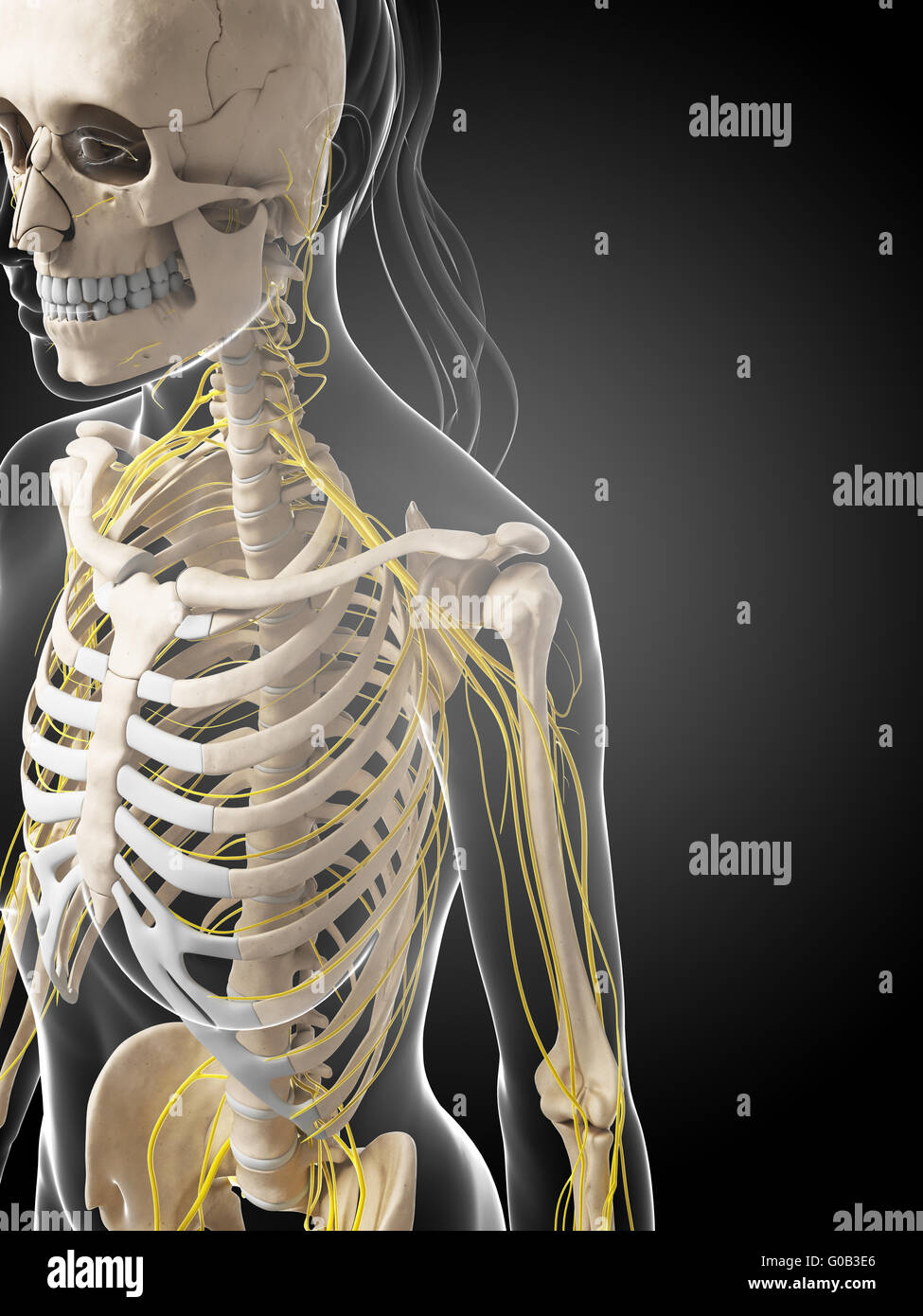 3D gerenderte Darstellung des weiblichen Nervensystems Stockfoto