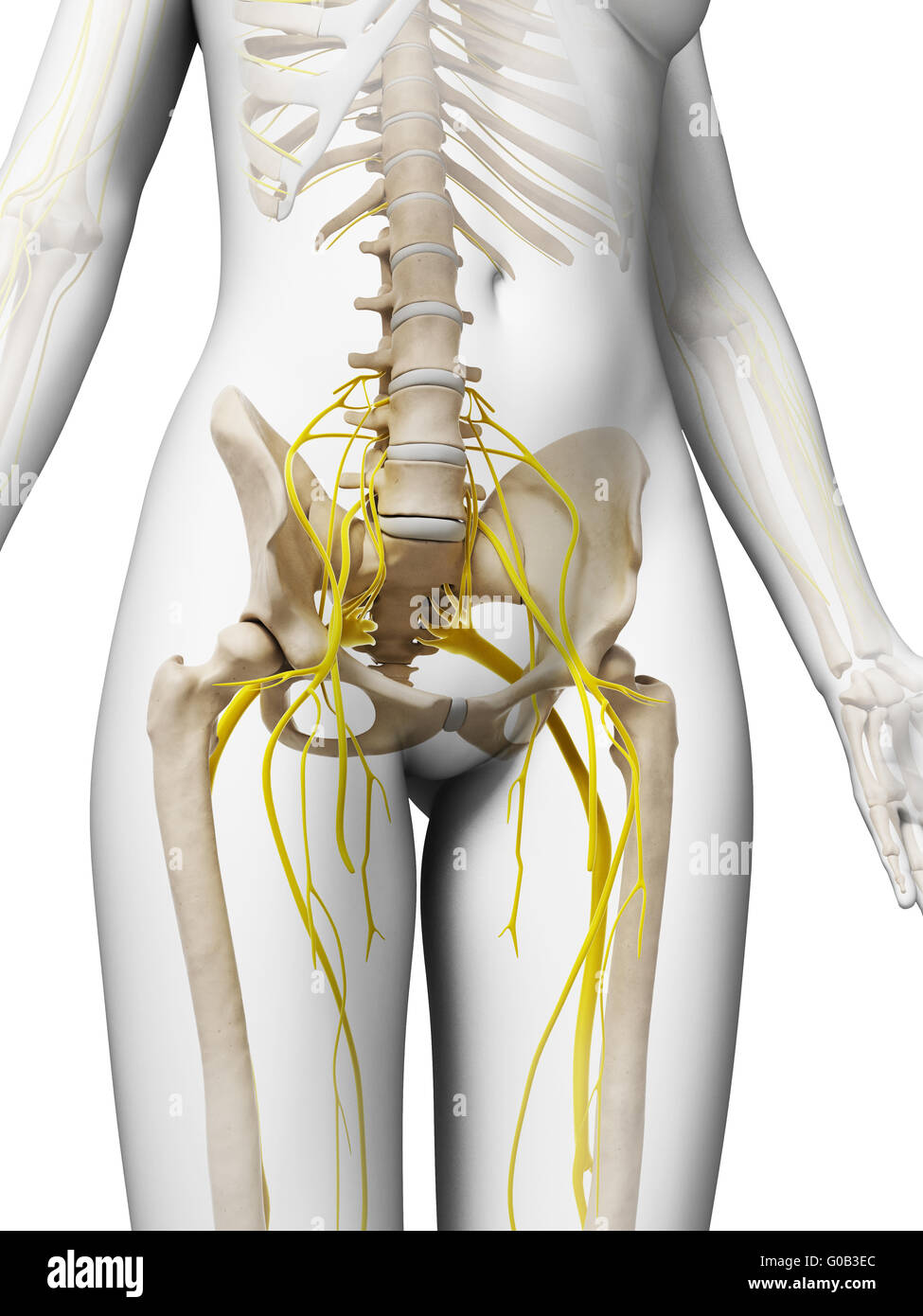 3D gerenderte Darstellung des weiblichen Nervensystems Stockfoto