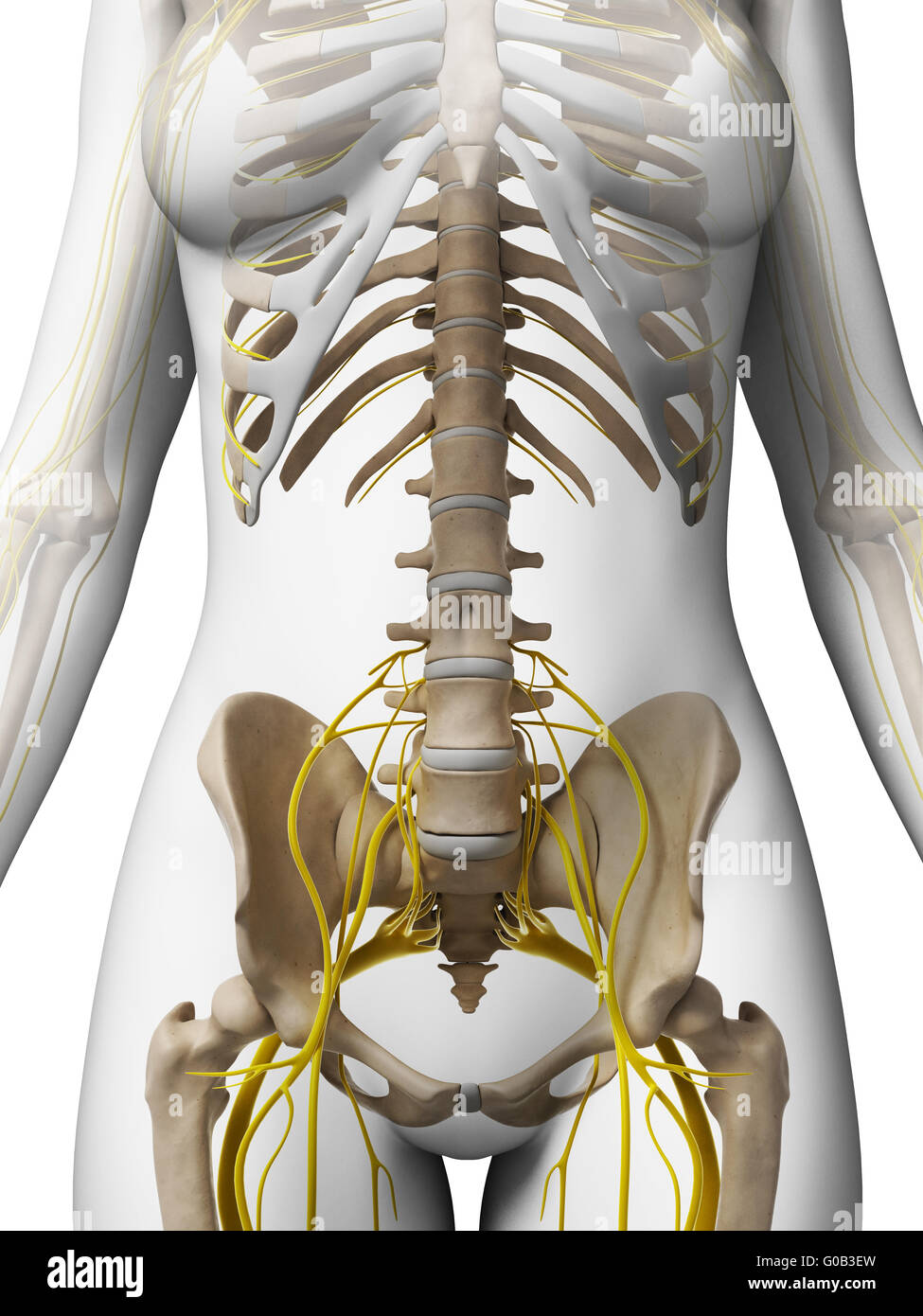 3D gerenderte Darstellung des weiblichen Nervensystems Stockfoto