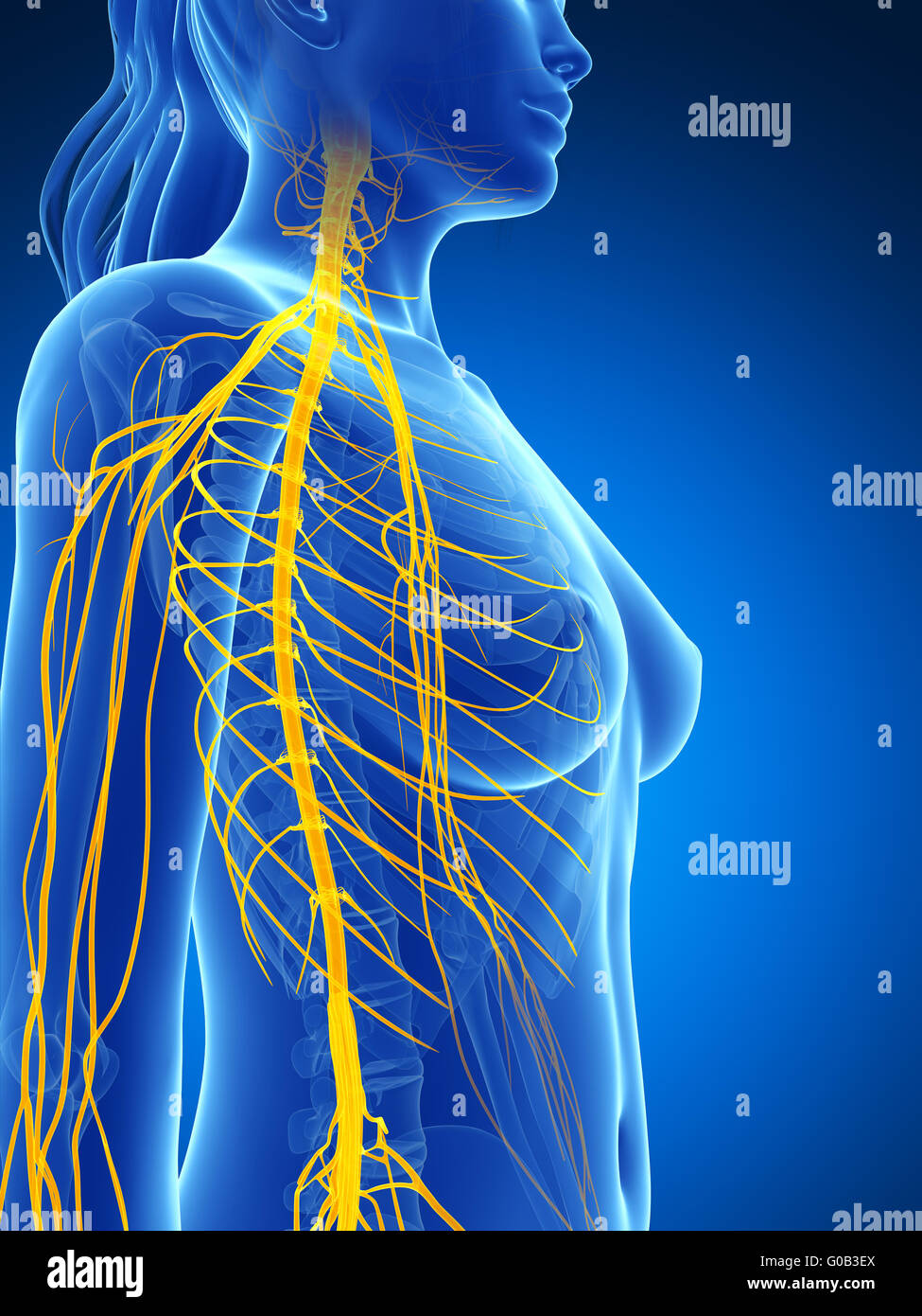 3D gerenderte Darstellung des weiblichen Nervensystems Stockfoto