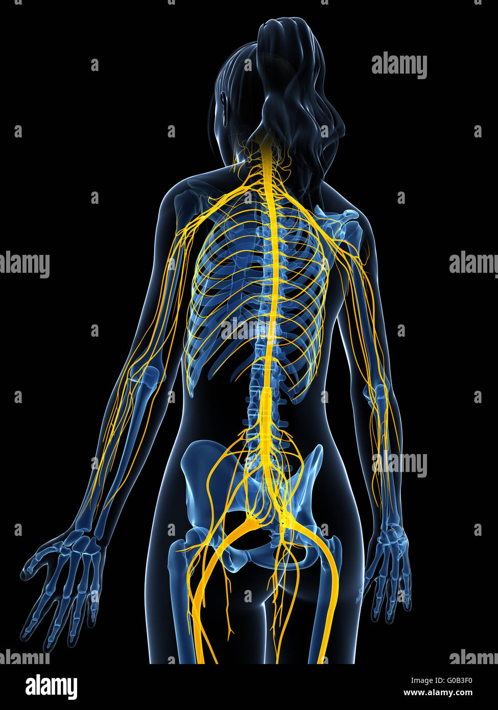 3D gerenderte Darstellung des weiblichen Nervensystems Stockfoto