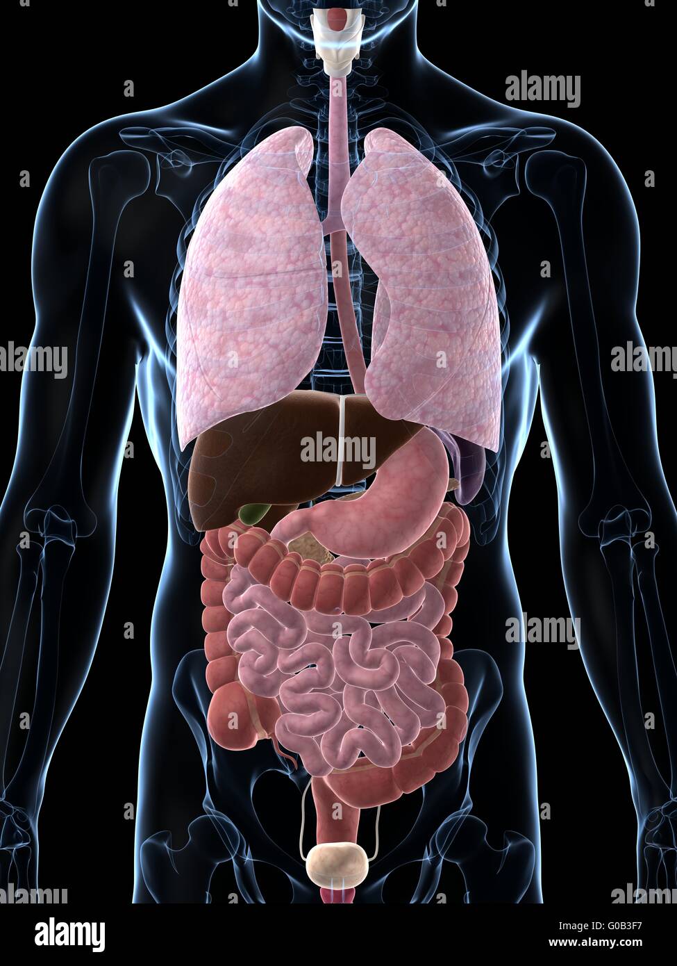 3D gerenderte Darstellung der menschlichen Anatomie Stockfoto