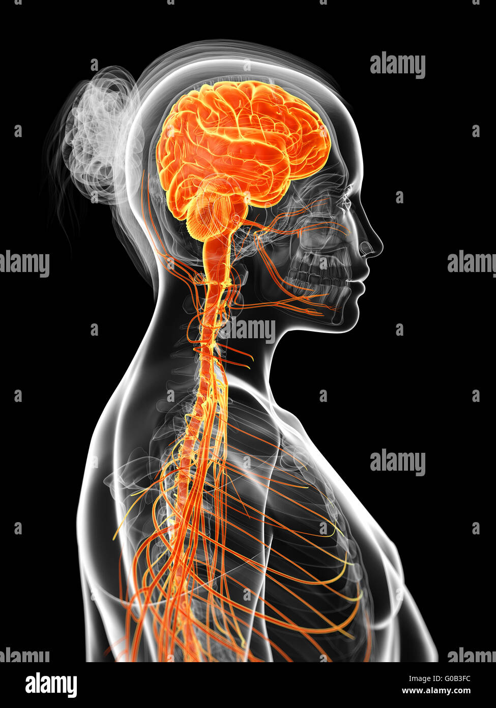 3D gerenderte Darstellung des weiblichen Nervensystems Stockfoto
