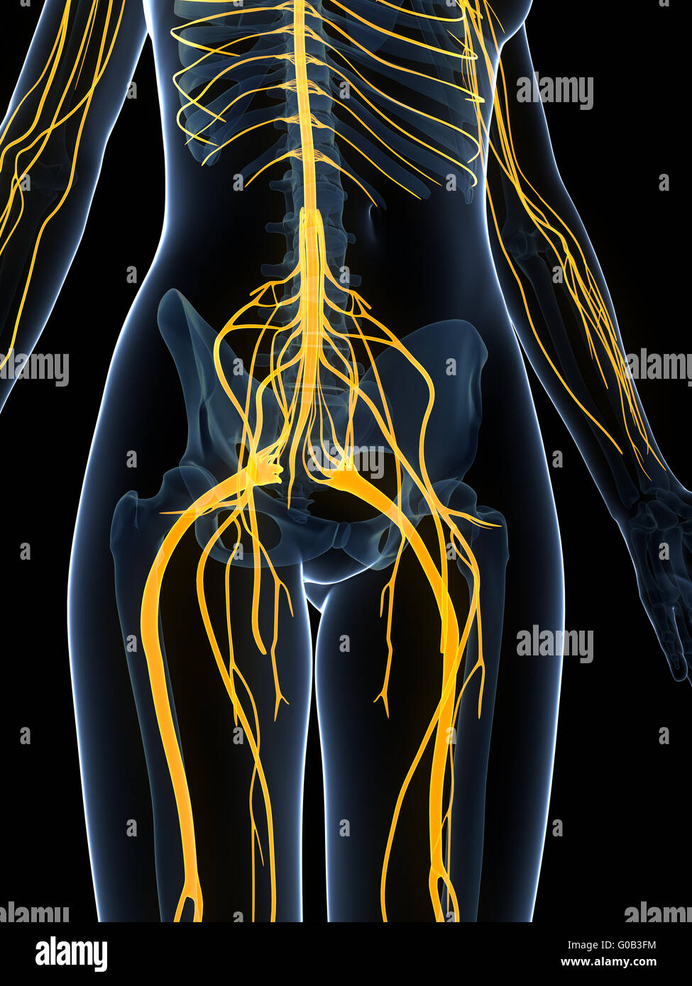 3D gerenderte Darstellung des weiblichen Nervensystems Stockfoto