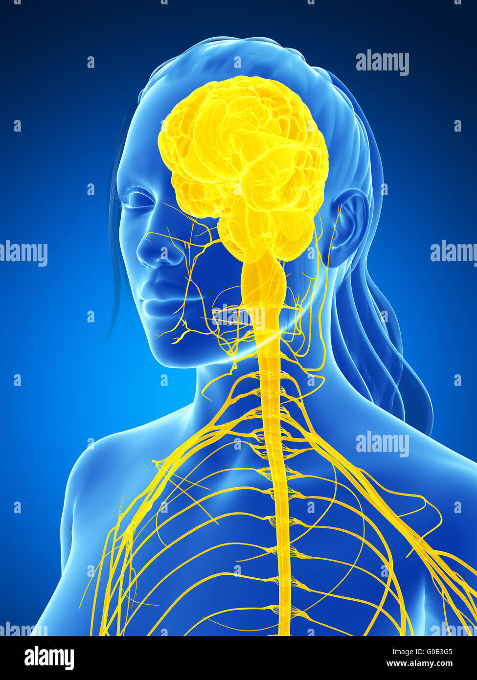 3D gerenderte Darstellung des weiblichen Nervensystems Stockfoto