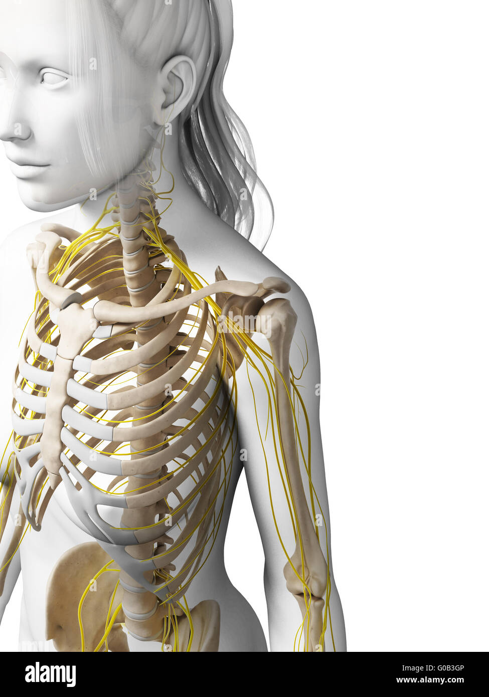 3D gerenderte Darstellung des weiblichen Nervensystems Stockfoto