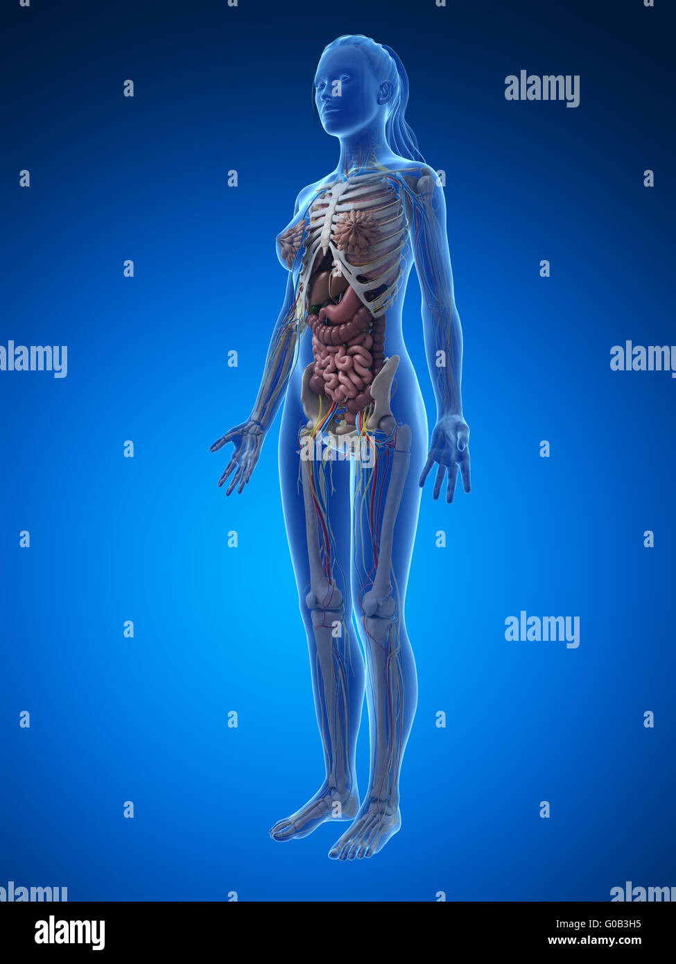 3D gerenderte Darstellung der weiblichen Anatomie Stockfoto