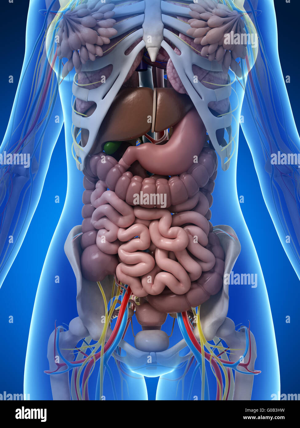 3D gerenderte Darstellung der weiblichen Anatomie Stockfoto