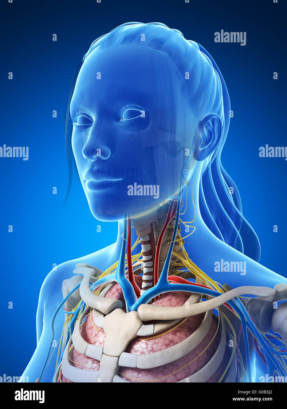 3D gerenderte Darstellung der weiblichen Anatomie Stockfoto